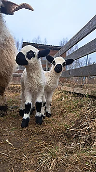Jaunas sezonas sākums!